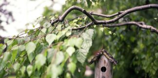 Een prachtige tuin heb je pas met een houten overkapping