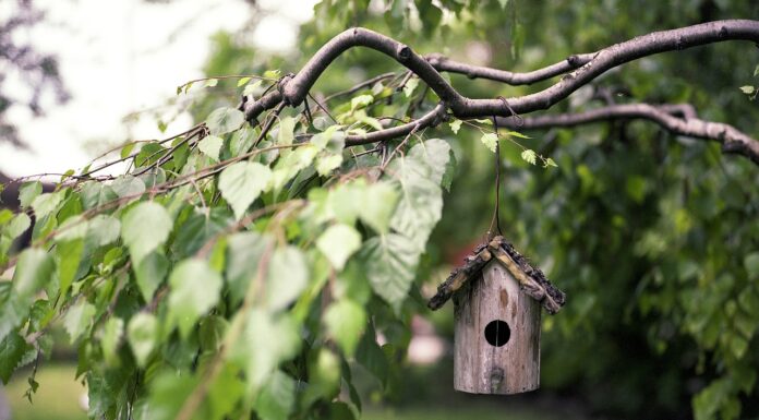 Een prachtige tuin heb je pas met een houten overkapping