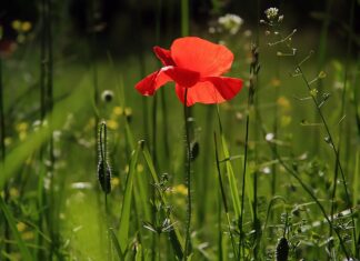 Waar moet je rekening mee houden bij het aanschaffen van tuinmeubels?