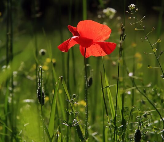Waar moet je rekening mee houden bij het aanschaffen van tuinmeubels?