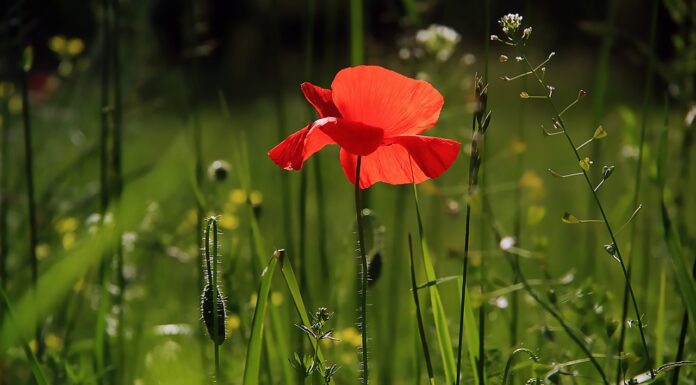 Waar moet je rekening mee houden bij het aanschaffen van tuinmeubels?