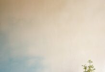 Ontdek de nieuwste trends in muurverf voor jouw huis