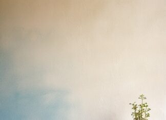 Ontdek de nieuwste trends in muurverf voor jouw huis