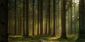 Wat maakt een hondenopvang goed?