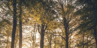 Vrijheid en avontuur: ontdek de voordelen van camperreizen