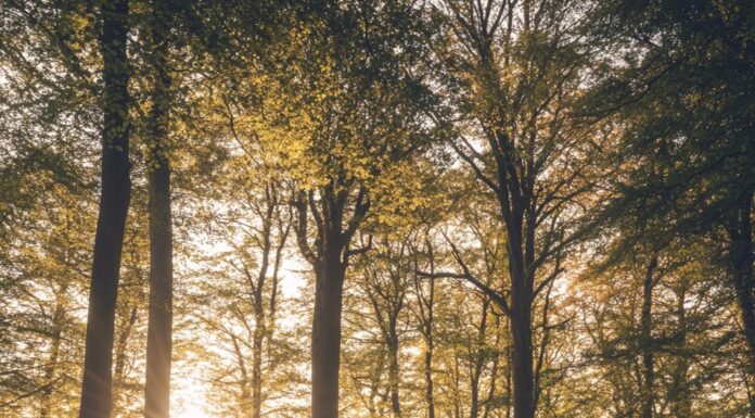 Vrijheid en avontuur: ontdek de voordelen van camperreizen