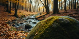 Buurtverhalen en evenementen die je niet wilt missen in gelderland