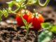 Tomaten kweken: tips voor een succesvolle en smakelijke oogst